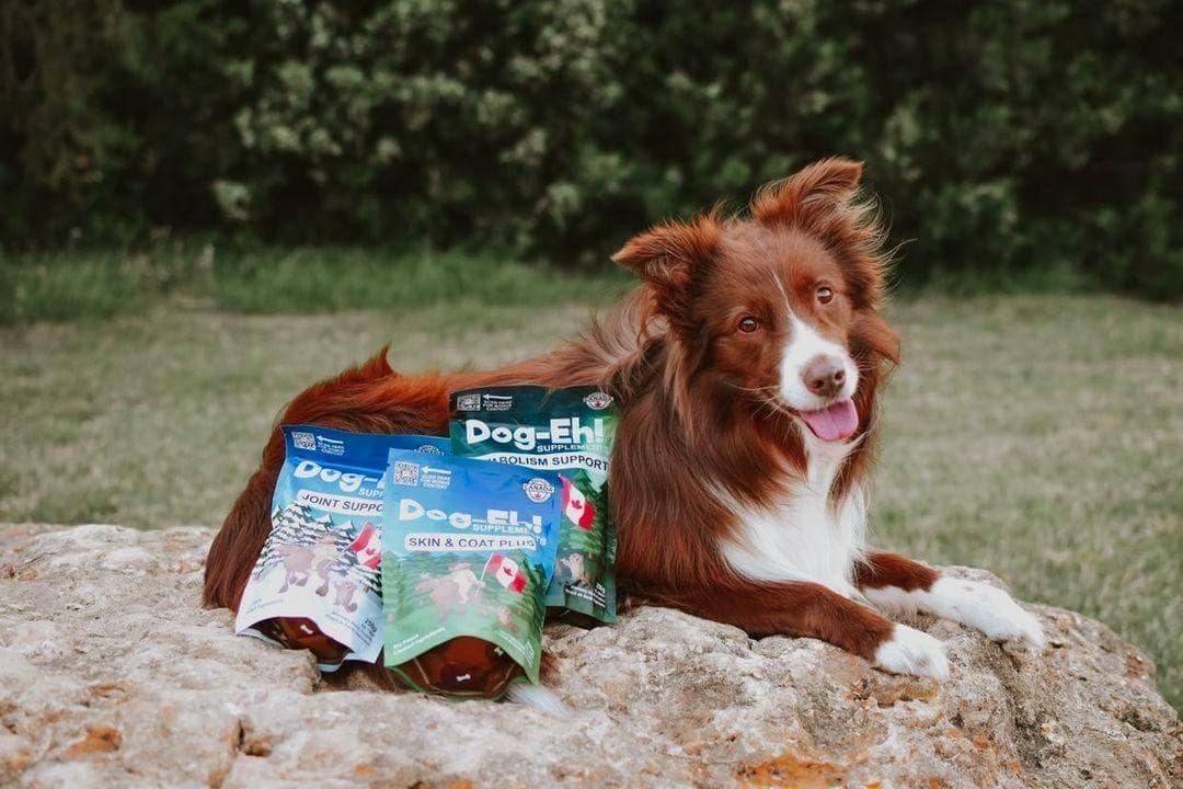 Dog-Eh! Skin & Coat Plus